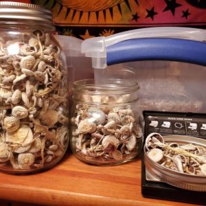 Acheter des champignons de l'enseignant d'or en ligne